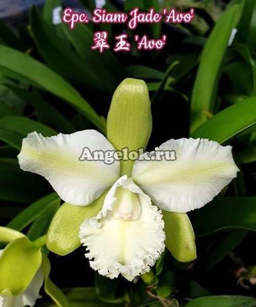 фото Epicattleya (Epc. Siam Jade 'Avo') Тайвань от магазина магазина орхидей Ангелок