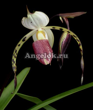 фото Пафиопедилум (Paph.stonei) от магазина магазина орхидей Ангелок