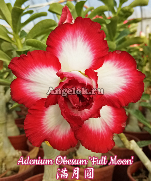 фото Адениум (Adenium obesum Full Moon) от магазина магазина орхидей Ангелок