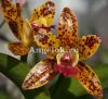 фото Каттлея (Cattleya) cat-15 от магазина магазина орхидей Ангелок