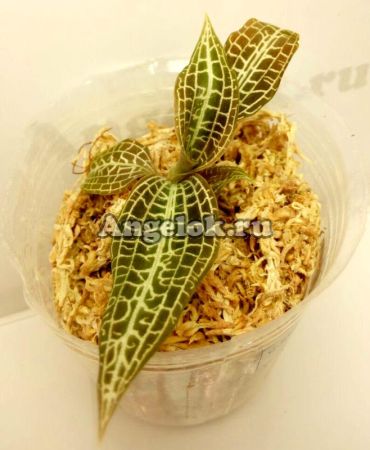 фото Гудиера щетинистая (Goodyera hispida) Тайвань от магазина магазина орхидей Ангелок