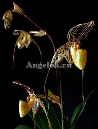 фото Пафиопедилум (Paphiopedilum St. Swithin x adductum) от магазина магазина орхидей Ангелок