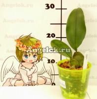 фото Трихопилия привлекательная (Trichopilia suavis) от магазина магазина орхидей Ангелок