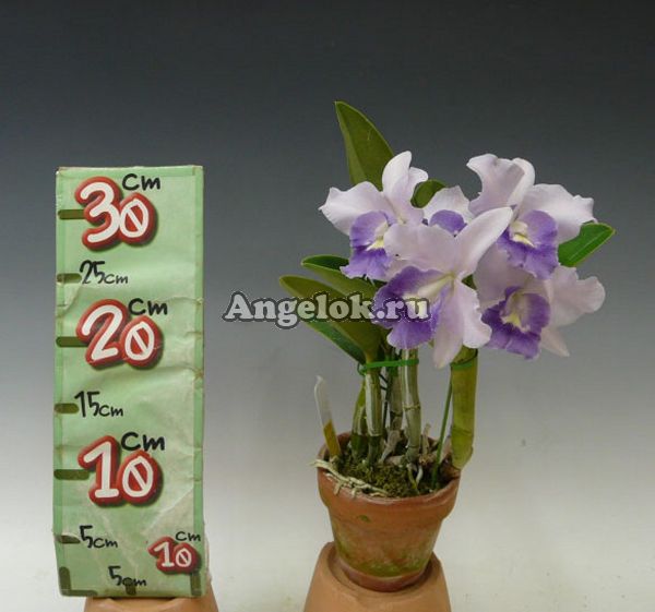 фото Каттлея (LC.Final Blue') от магазина магазина орхидей Ангелок