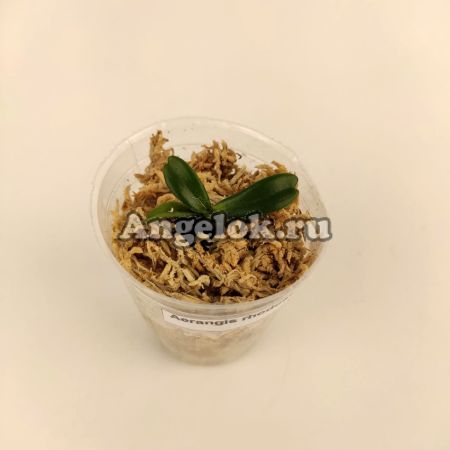 фото Аэрангис (Aerangis rhodostricta) от магазина магазина орхидей Ангелок