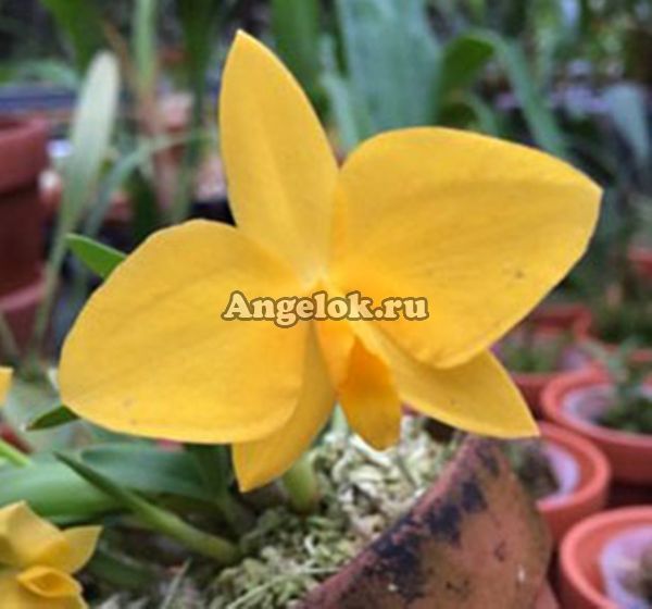 фото Софронитис (Sophronitis coccinea flava) Тайвань от магазина магазина орхидей Ангелок