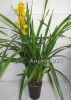 фото Цимбидиум (Cymbidium) c-03 от магазина магазина орхидей Ангелок