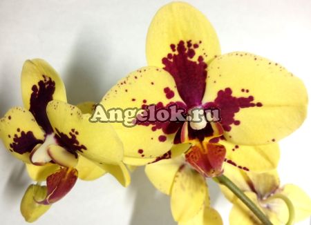 Фаленопсис (Phalaenopsis ) ph-91