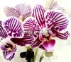 фото Фаленопсис Литл Зебра (Phalaenopsis Little Zebra) от магазина магазина орхидей Ангелок