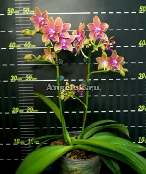фото Фаленопсис (P.Miki Golden Sand) Тайвань от магазина магазина орхидей Ангелок