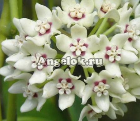 фото Хойя аустралис Лиза (Hoya australis Lisa) черенок от магазина магазина орхидей Ангелок