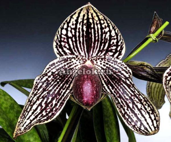 фото Пафиопедилум Ролфи (Paph.Rolfei) от магазина магазина орхидей Ангелок