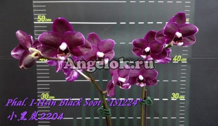 фото Фаленопсис (Phalaenopsis I-Hsin Black Soot '1224') детка от магазина магазина орхидей Ангелок