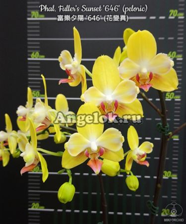 фото Фаленопсис бабочка (Phalaenopsis Fuller's Sunset '646' ) детка Тайвань от магазина магазина орхидей Ангелок