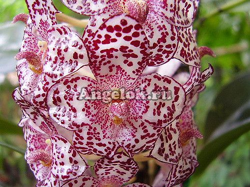 Бульбофиллум (Bulbophyllum kubahense)