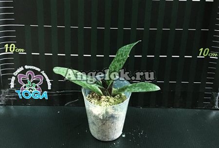 Пафиопедилум красивый (Paph.venustum × sib)
