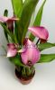 Калла (Zantedeschia) розовая