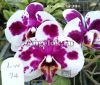 Фаленопсис Биг Лип (P. Sexy Venus “Ink”) Тайвань