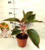 Аглаонема (Aglaonema Siam Aurora)