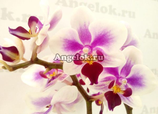 фото Фаленопсис мини (Phalaenopsis Sogo Jessica) от магазина магазина орхидей Ангелок