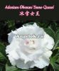 фото Адениум (Adenium obesum Snow Queen) от магазина магазина орхидей Ангелок
