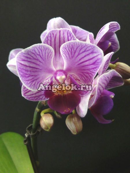 фото Фаленопсис (Phalaenopsis Perceval) от магазина магазина орхидей Ангелок