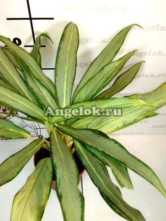 фото Аглаонема Вайт Лэнс (Aglaonema White Lance) от магазина магазина орхидей Ангелок