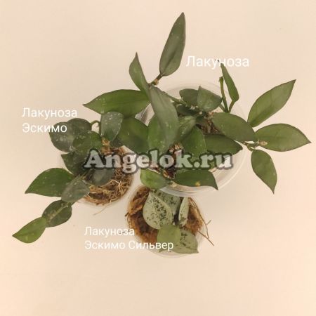 фото Набор из 3-х черенков хойи Лакунозы от магазина магазина орхидей Ангелок