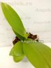 фото Фаленопсис (Phalaenopsis equestris 'Aparri') от магазина магазина орхидей Ангелок