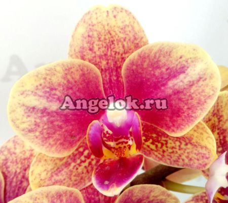 фото Фаленопсис Грация (Phalenopsis Grazia) от магазина магазина орхидей Ангелок