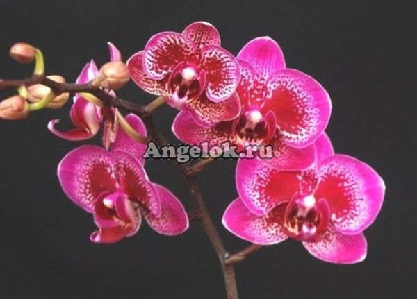 фото Фаленопсис детка (Phalaenopsis Yu Pin Burgundy) от магазина магазина орхидей Ангелок