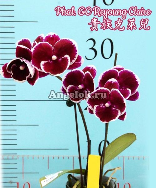 фото Фаленопсис Биг Лип детка (Phalaenopsis GC Reyoung Claire) Тайвань от магазина магазина орхидей Ангелок