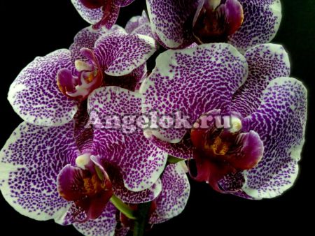 фото Фаленопсис (Phalaenopsis Golden Poeker Leopard) от магазина магазина орхидей Ангелок
