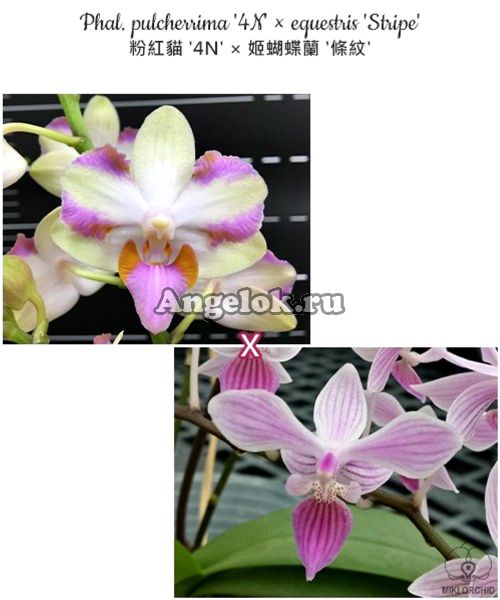 фото Фаленопсис детка (Phalaenopsis pulcherrima '4N' × equestris 'Stripe') Тайвань от магазина магазина орхидей Ангелок