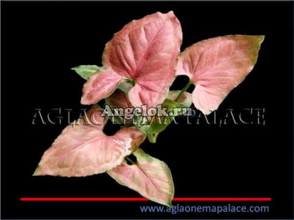 фото Сингониум (Syngonium Red strawberry) от магазина магазина орхидей Ангелок