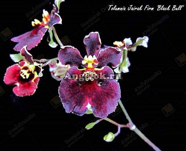 фото Толумния (Tolumnia Black Ball) от магазина магазина орхидей Ангелок