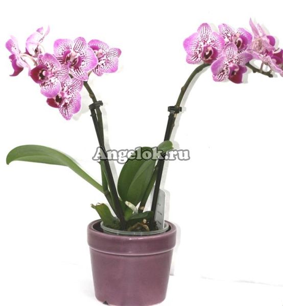 фото Фаленопсис мини (Phalaenopsis ) ph-82 от магазина магазина орхидей Ангелок