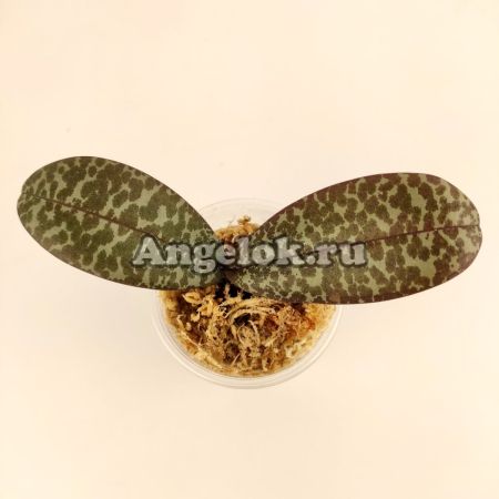 фото Фаленопсис Филиппинский (Phalaenopsis philippinensis) от магазина магазина орхидей Ангелок