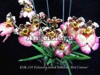 фото Толумния (Tolumnia Red Corona) от магазина магазина орхидей Ангелок