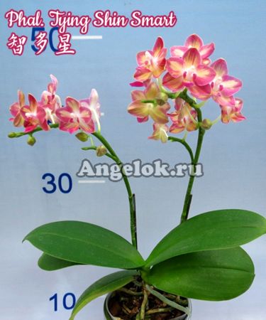 фото Фаленопсис (Phalaenopsis Tying Shin Smart) Тайвань от магазина магазина орхидей Ангелок