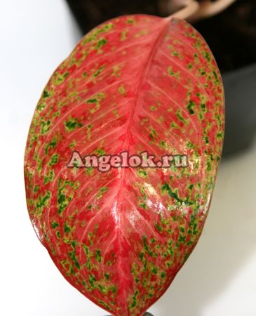 фото Аглаонема красная (Sri amporn) от магазина магазина орхидей Ангелок