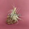 фото Тилландсия (Tillandsia gardneri) от магазина магазина орхидей Ангелок
