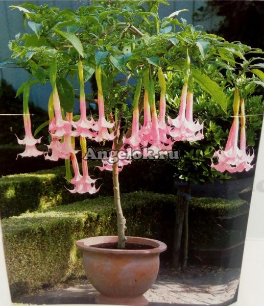 фото Бругмансия (Brugmansia) розовая от магазина магазина орхидей Ангелок