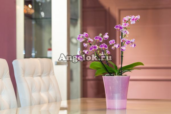 фото Горшок Арте Дея лотос 2 л от магазина магазина орхидей Ангелок
