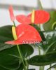 Антуриум Андрэ Миссури (Anthurium Andreanum Missouri) оранжевый