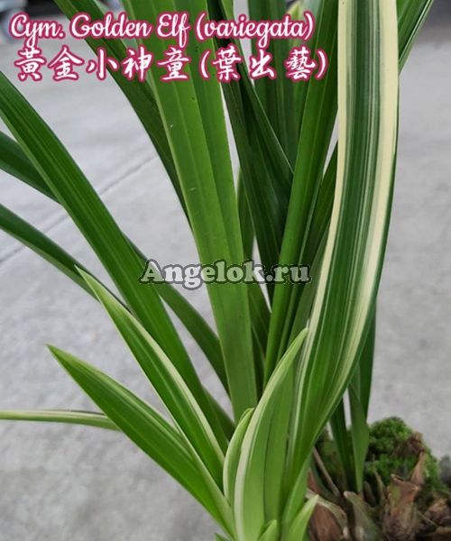 фото Цимбидиум (Cym. Golden Elf (variegata) Тайвань от магазина магазина орхидей Ангелок