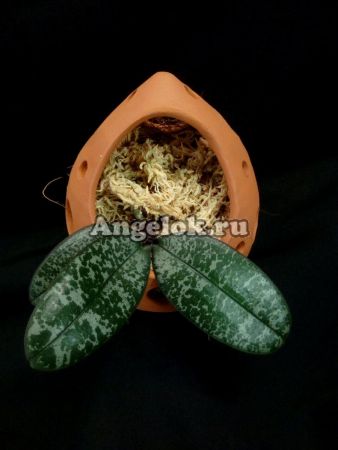 фото Горшок Капля для орхидей d-10 от магазина магазина орхидей Ангелок