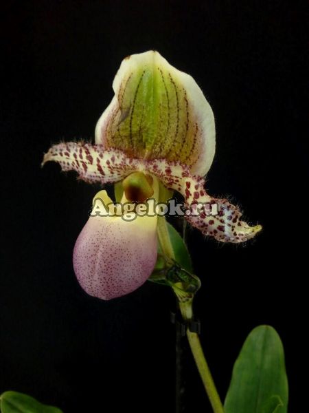 фото Пафиопедилум Пиноккио (Paphiopedilum Pinocchio) от магазина магазина орхидей Ангелок