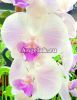 фото Фаленопсис Биг Лип розовый (Phalaenopsis Big Lip Pink) от магазина магазина орхидей Ангелок
