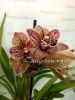 фото Цимбидиум пятнистый (Cymbidium Magic Vogel) от магазина магазина орхидей Ангелок